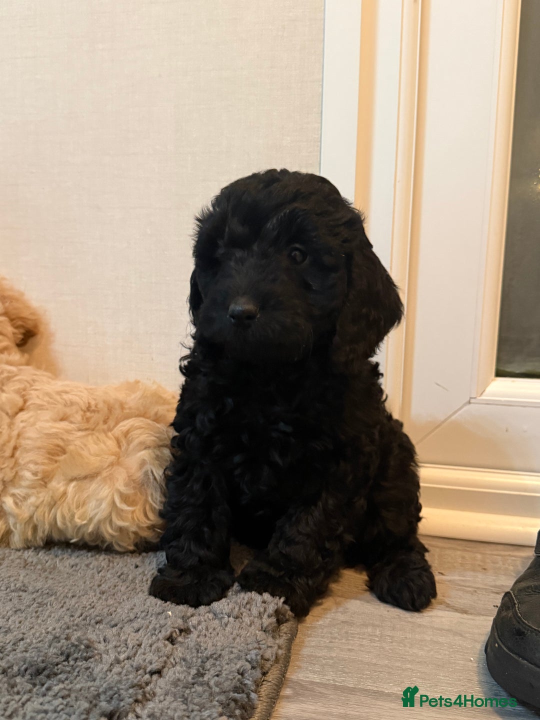 Cockapoo dogs for sale: Cockapoo puppies - Advert 20