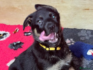 German Shepherd dogs German Shepherd pups Black&Sable.. LAST BITCH💕 - Advert 18