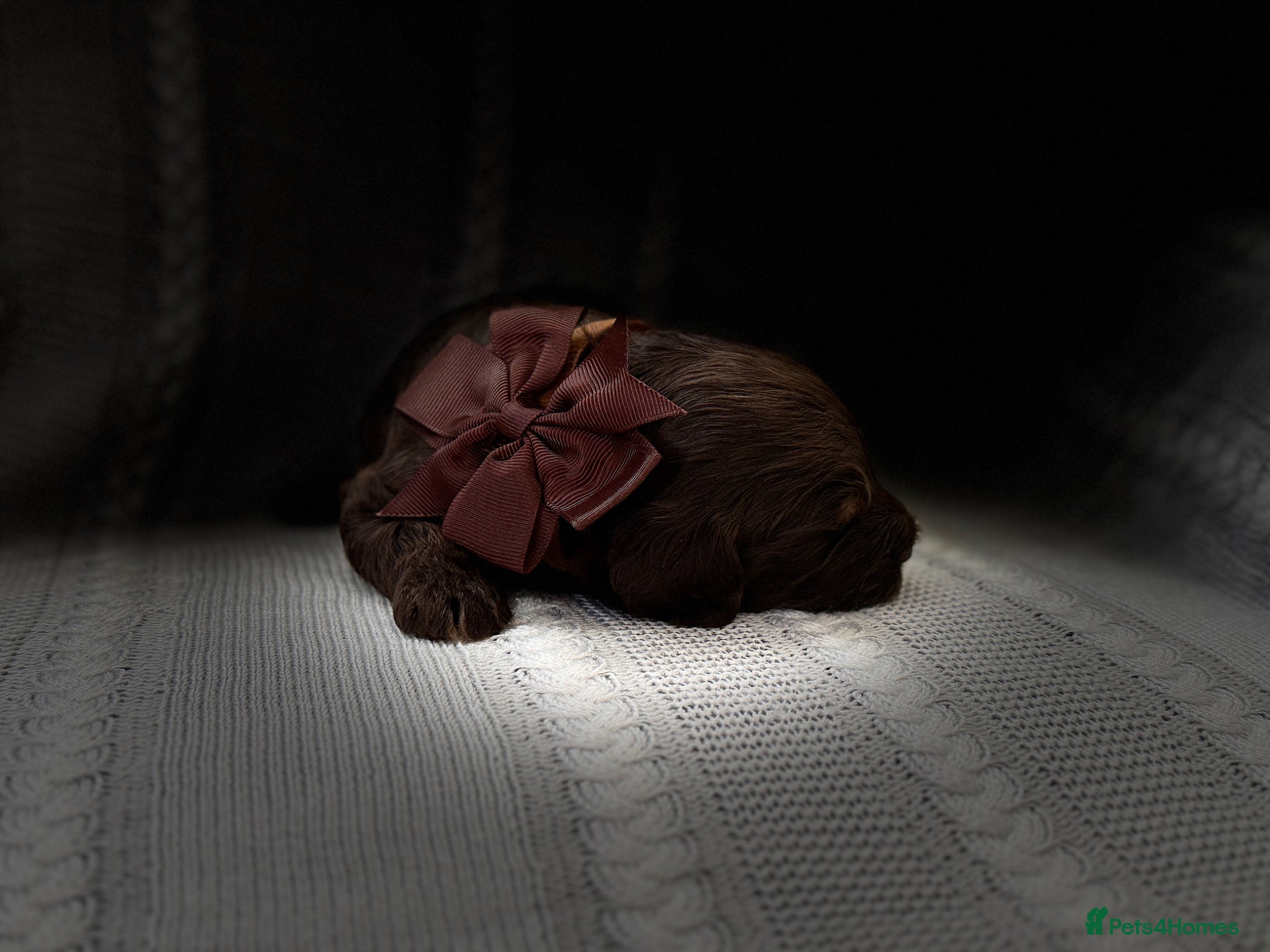 Cockapoo dogs Gorgeous F1 cockapoo puppies  - Advert 7