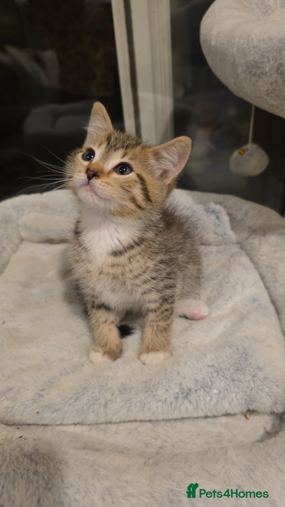 British Shorthair cats for sale: *REDUCED* 4 BRITISH SHORTHAIR KITTENS READY TO GO - Image 15
