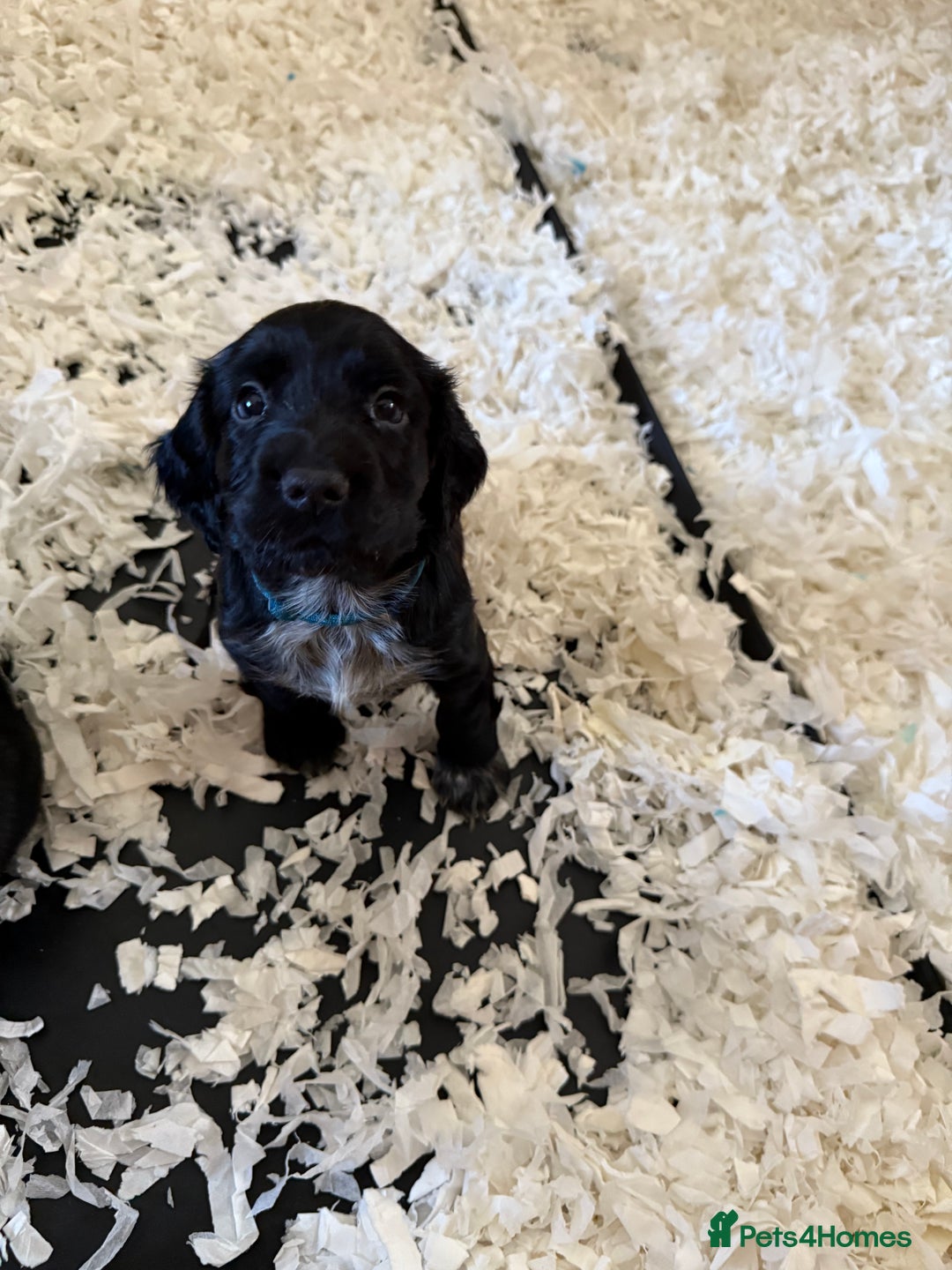 Cocker Spaniel dogs for sale: FTW Sired KC Reg Working Cocker Spaniel Puppies in Stocksfield - Image 16
