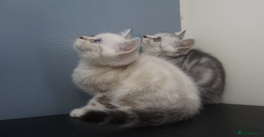 British Shorthair cats - Advert 6