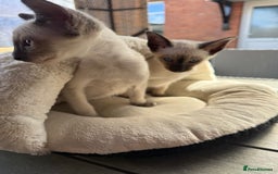 Siamese cats for sale: Siamese kittens - girls  - Image 26