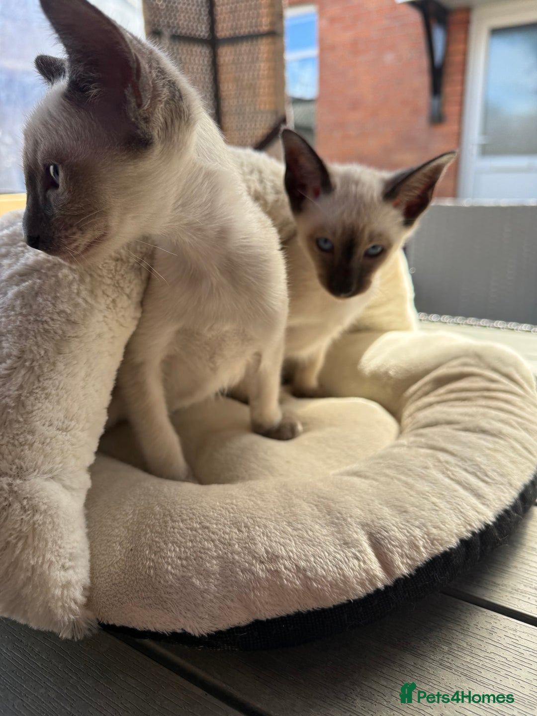 Siamese cats for sale: Siamese kittens - girls  - Image 26