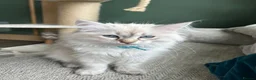 Siberian cats for sale: Siberian Neva Masquerade kittens  - Advert 12