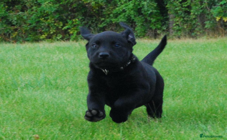 Labrador Retriever dogs - Advert 4