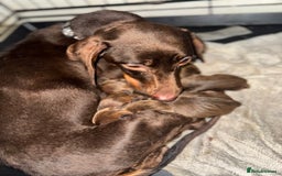 Mixed Breed dogs for sale: Beautiful Dachshund cross Boston Terrier - Image 9