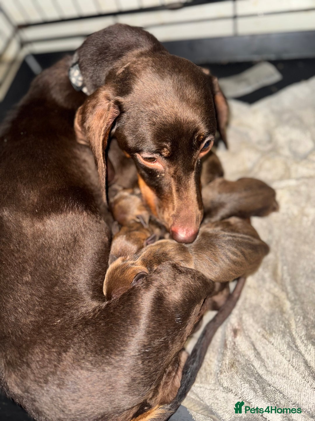 Mixed Breed dogs for sale: Beautiful Dachshund cross Boston Terrier - Image 9