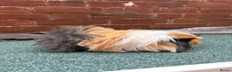 Guinea Pig rodents for sale: 2 single boars - Advert 7