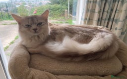 Somali cats for sale: Usual Silver Somali 7 month male kitten - Image 5
