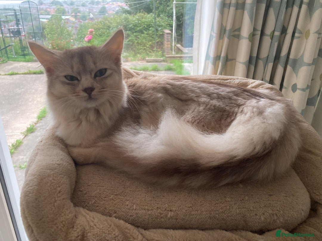 Somali cats for sale: Usual Silver Somali 7 month male kitten - Image 5