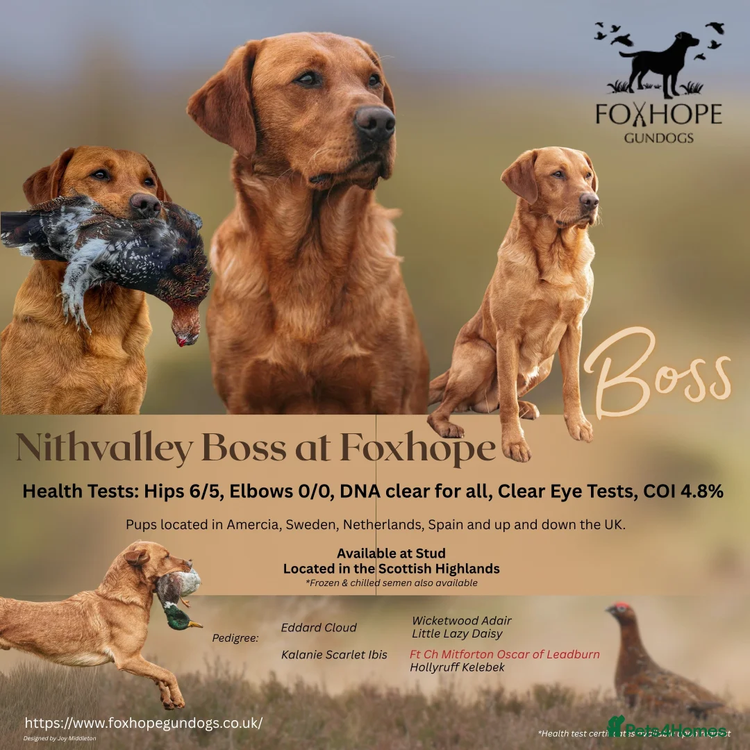 Labrador Retriever dogs for stud: Dark fox red KC working Labrador Stud in Inverness - Advert 2
