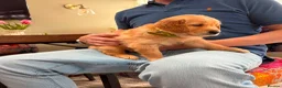 Golden Retriever dogs for sale: Golden Retriever puppies - Advert 4