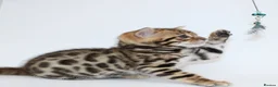 Bengal cats for sale: 🔥 Beautiful Bengal girl🔥 - Advert 3