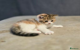 British Shorthair cats for sale: Kittens - Image 9