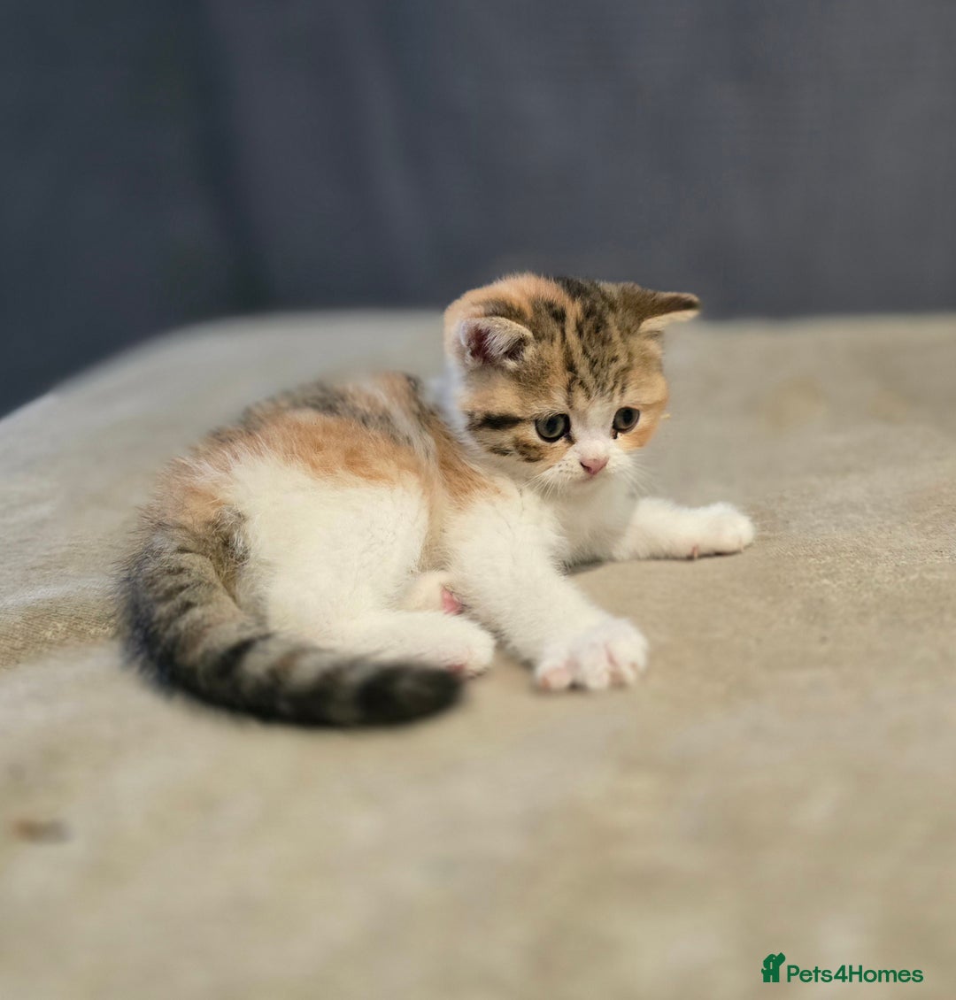 British Shorthair cats for sale: Kittens - Image 9