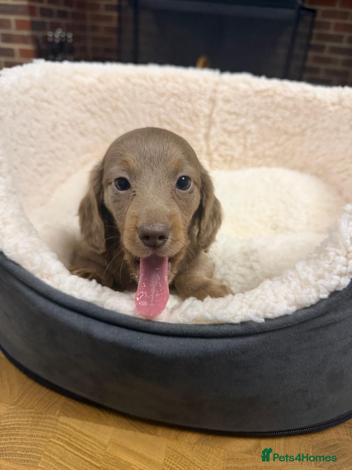 Miniature Dachshund dogs Longcoat Miniature Dachshunds  - Advert 2