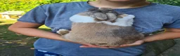 Mini Lion Lop rabbits for sale: Female mini lop x lion head  - Advert 5
