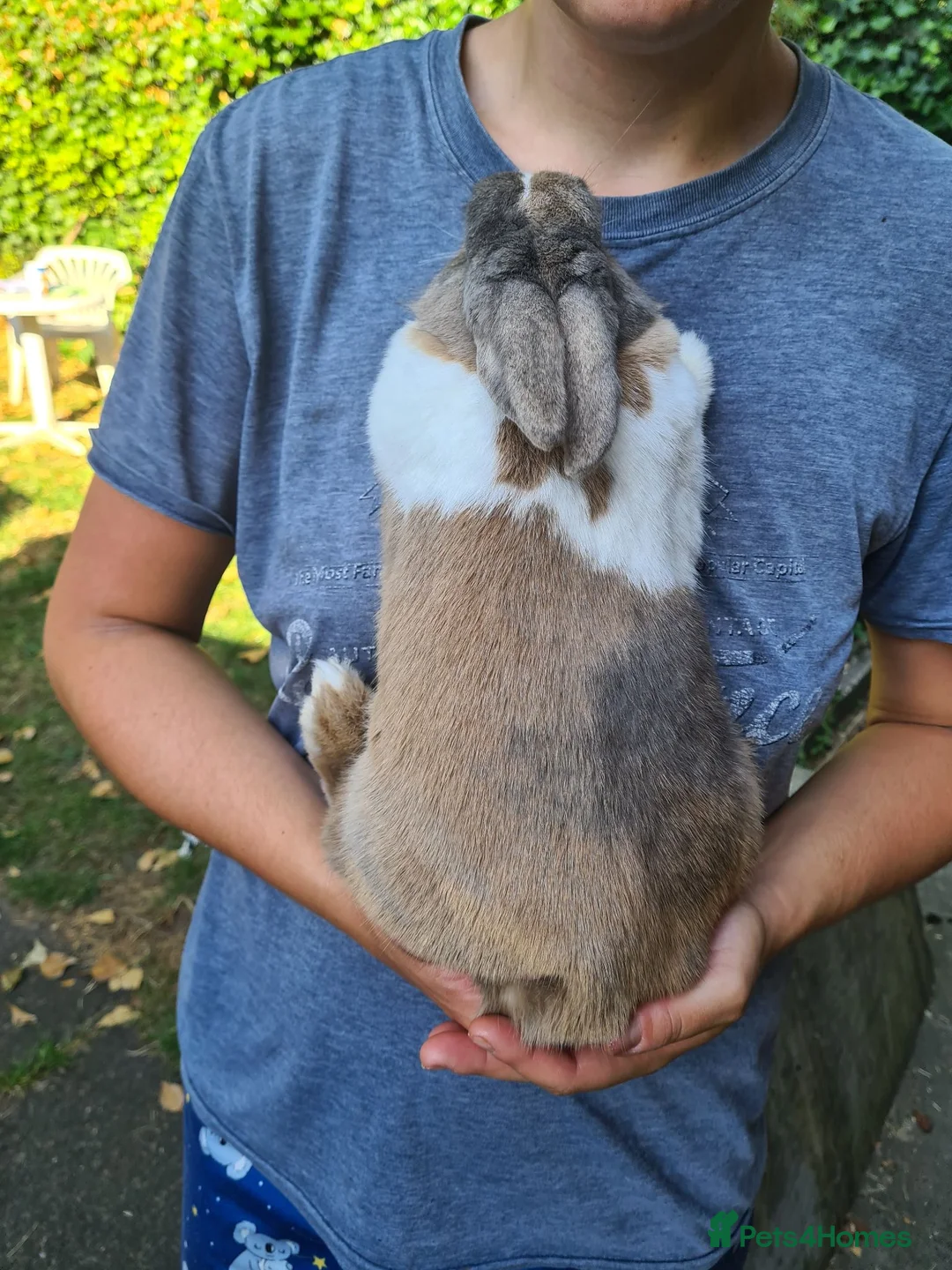 Mini Lion Lop rabbits for sale: Female mini lop x lion head  - Advert 5