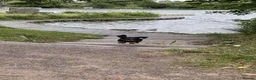 Miniature Dachshund dogs for sale: Rehoming due to change in circumstances  in Cardiff - Advert 3