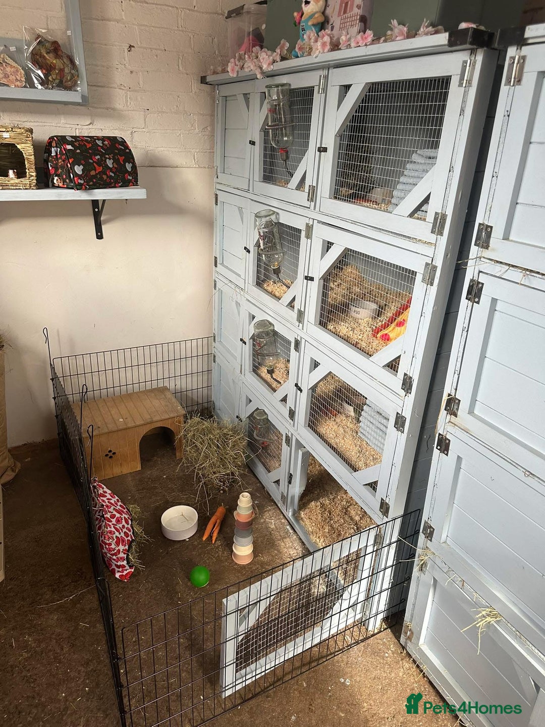 Guinea Pig rodents for sale: Lots of Guinea Pigs Always available!  - Image 9