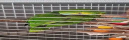 Parrots birds for sale: Tame one year old female Blue Fronted Amazon  - Advert 3