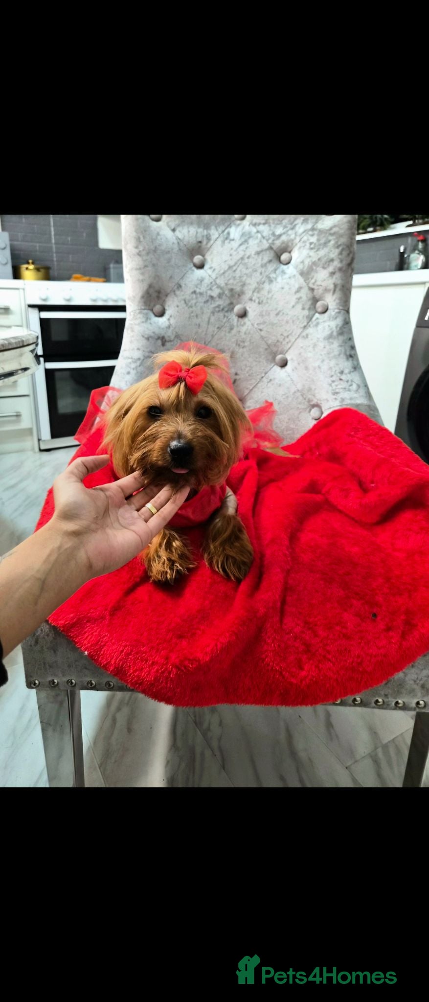 Yorkshire Terrier dogs 🐾 Two Beautiful Yorkshire Terrier Boys  - Advert 4