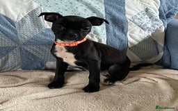 Mixed Breed dogs for sale: Frug/Staffy Puppies - Image 3