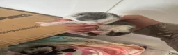 British Shorthair cats for sale: Newborn Kittens in Bradford - Advert 5