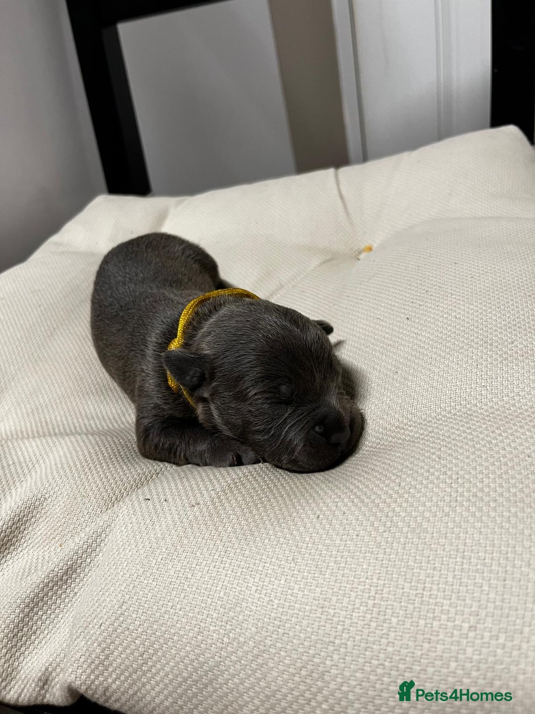 Staffordshire Bull Terrier dogs for sale: 7 gorgeous blue/lilac staffies - Image 13