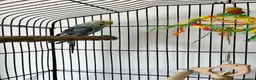 Budgerigars birds for sale: Male and Female Budgie’s in Rochdale - Advert 6
