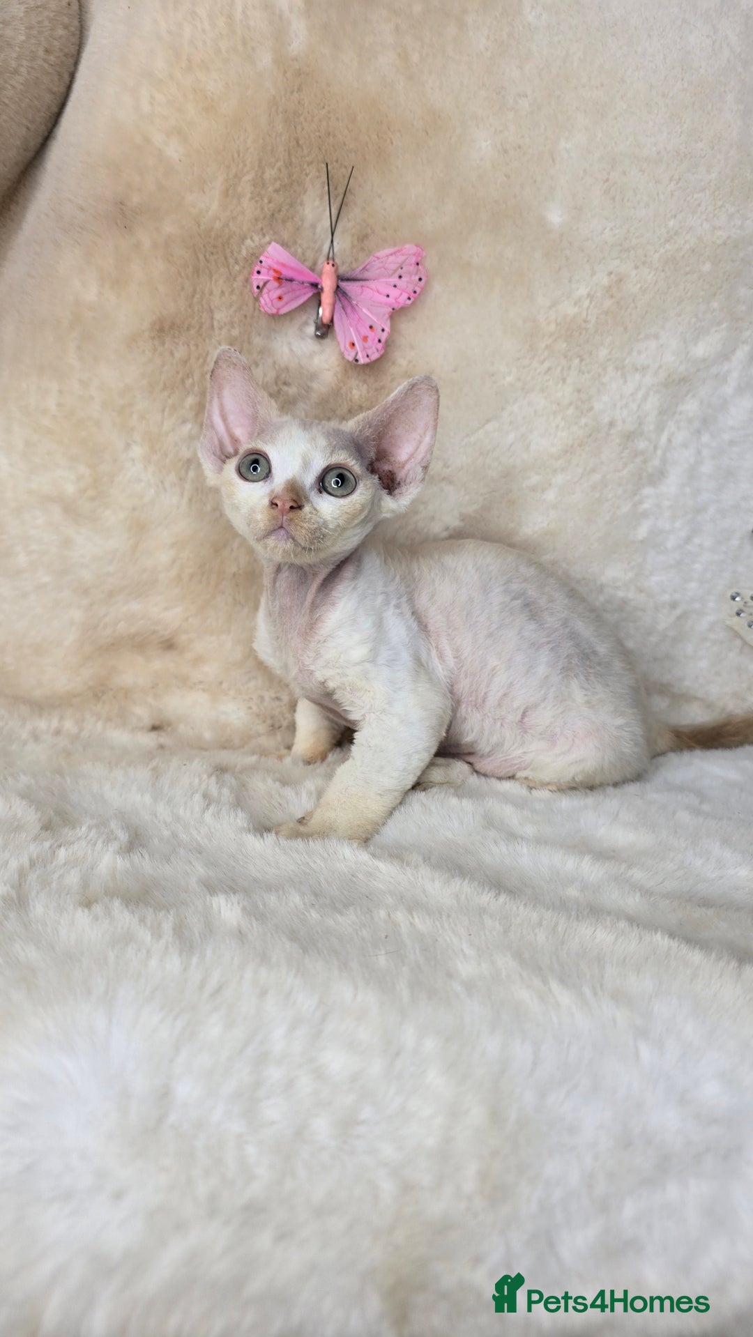 Devon Rex cats for sale: Tow beautiful Devon Rex boys  - Image 5
