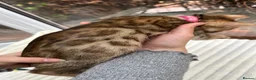 Bengal cats for sale: Pure Bengal Kittens ❤️ready for their new home 🏡  - Advert 19