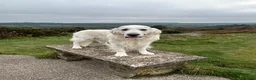 Golden Retriever dogs for stud: Golden retriever stud dog available  - Advert 3