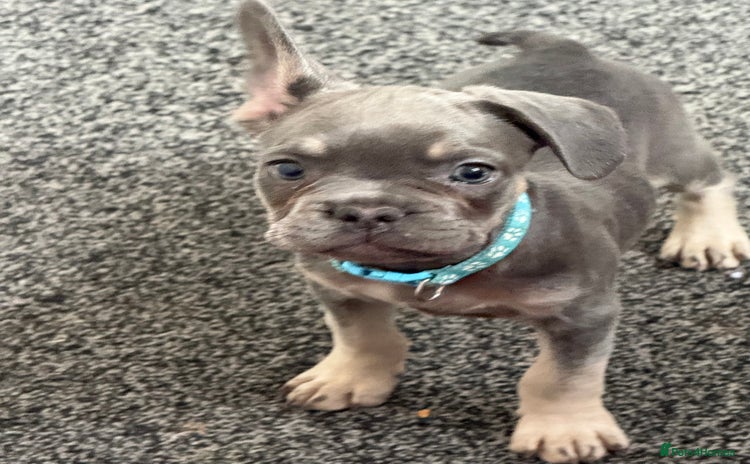 French Bulldog dogs - Advert 10