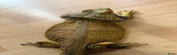 Bearded Dragon reptiles for sale: Beautiful Baby Bearded Dragons Available - Advert 15