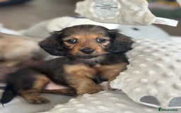Miniature Dachshund dogs for sale: Miniature longhair dachshunds health test parents  - Image 7