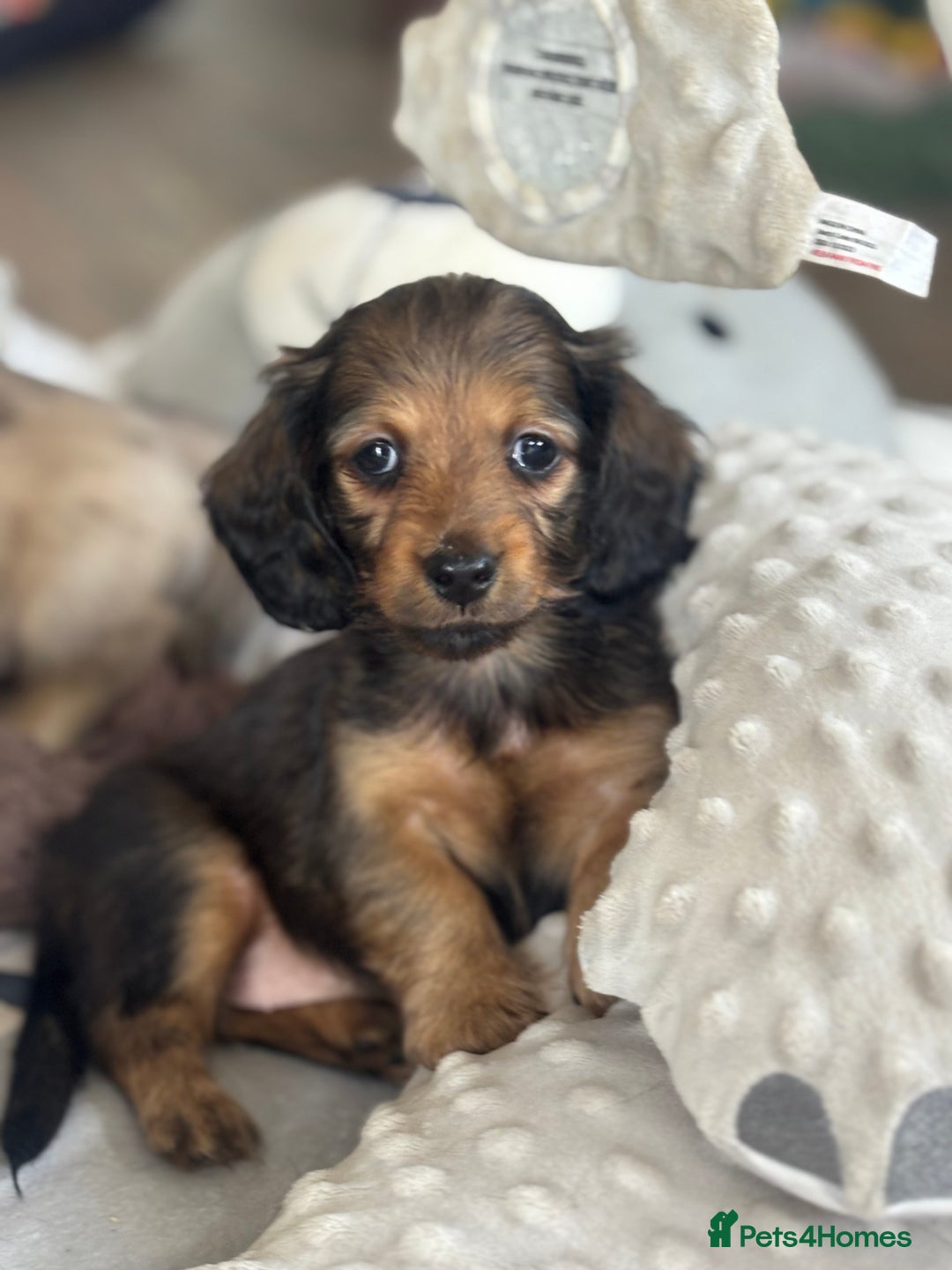 Miniature Dachshund dogs for sale: Miniature longhair dachshunds health test parents  - Image 7