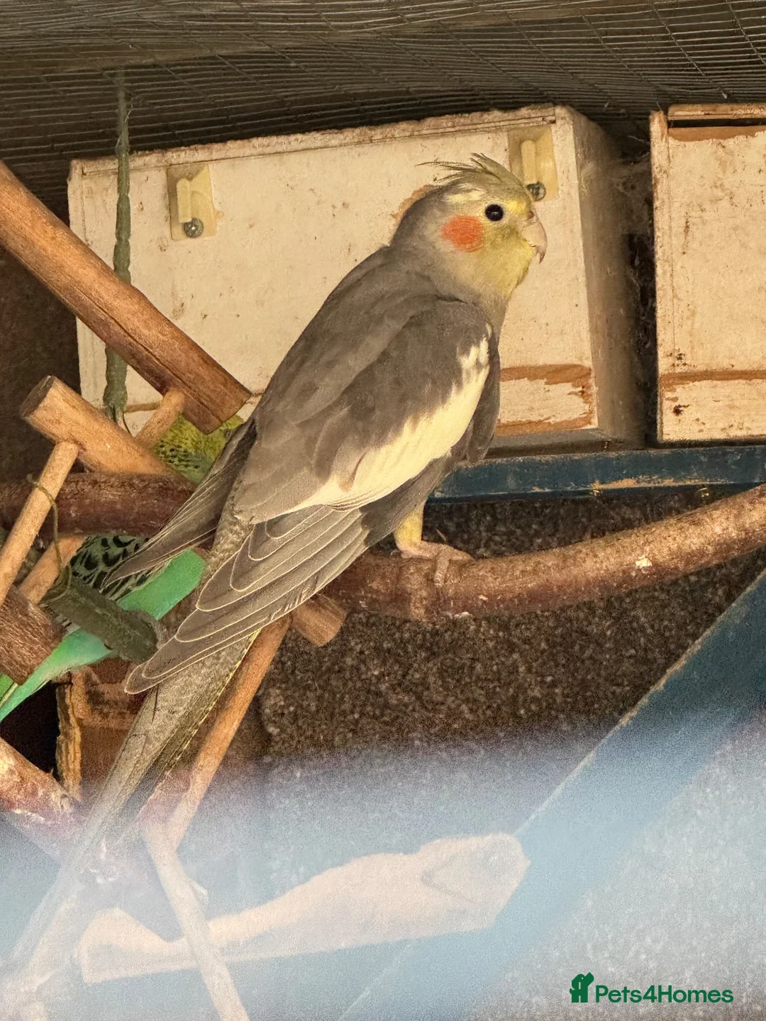 Cockatiels birds for sale: Cockateils  in Leicester - Advert 2