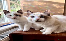 Ragdoll cats for sale: Gorgeous Ragdoll Boys - Affectionate & Ready Now - Image 7