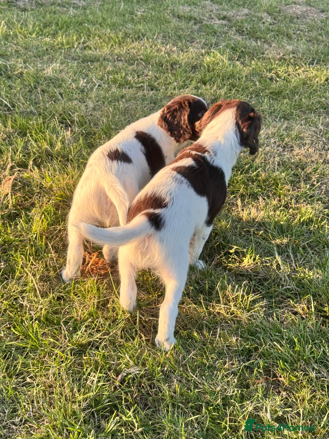 English Springer Spaniel dogs for sale: Ready to go Male KC Registered ESS Puppies  - Image 4