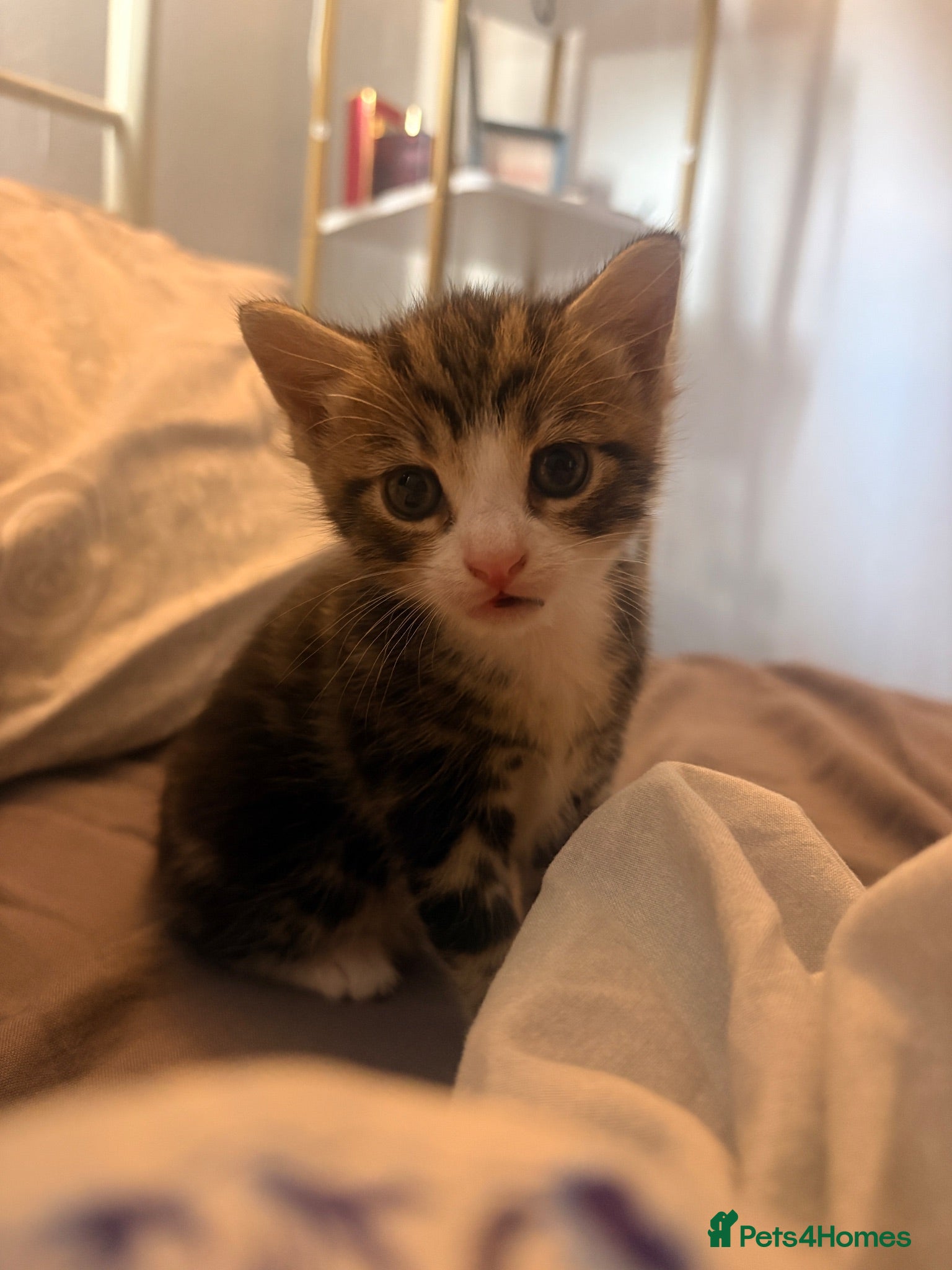 Domestic Shorthair cats 8 week old tabby cat - Advert 1