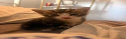 Domestic Shorthair cats for adoption: 8 week old tabby cat - Advert 1