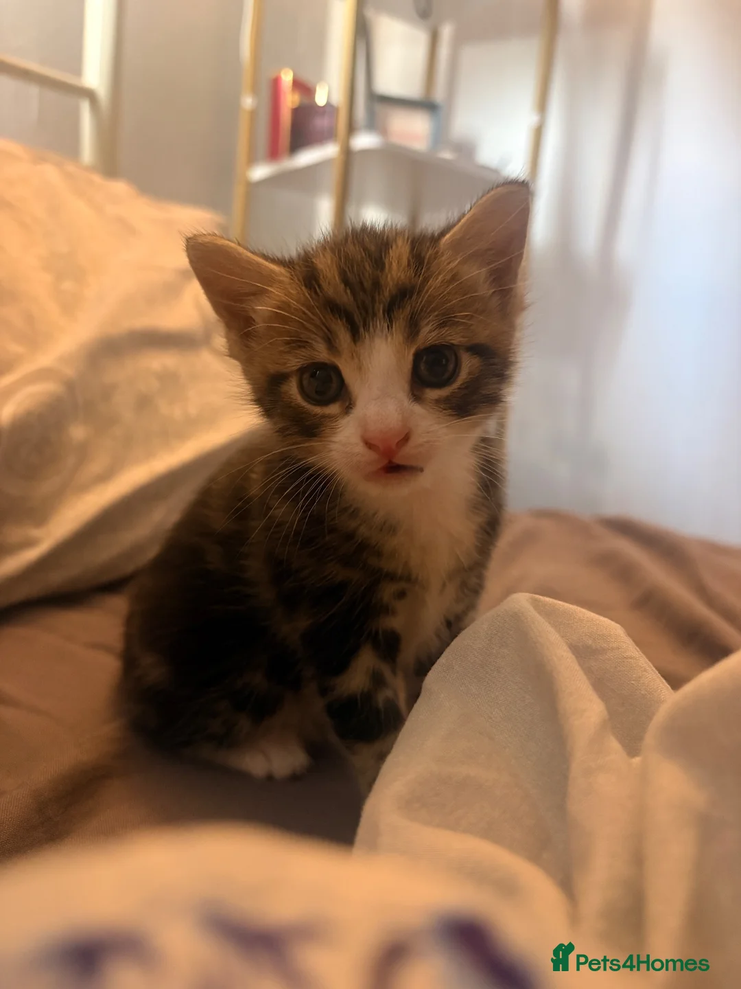 Domestic Shorthair cats for adoption: 8 week old tabby cat - Advert 1
