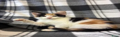 Calico Female 1