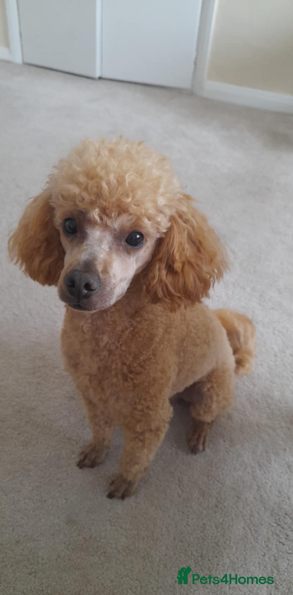 Toy Poodle dogs KC Reg toy poodle, DNA Test Clear, only for stud - Advert 1