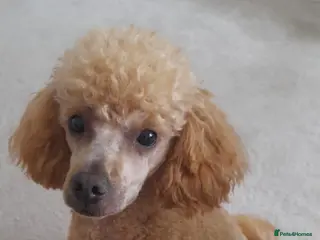 Toy Poodle dogs KC Reg toy poodle, DNA Test Clear, only for stud - Advert 24