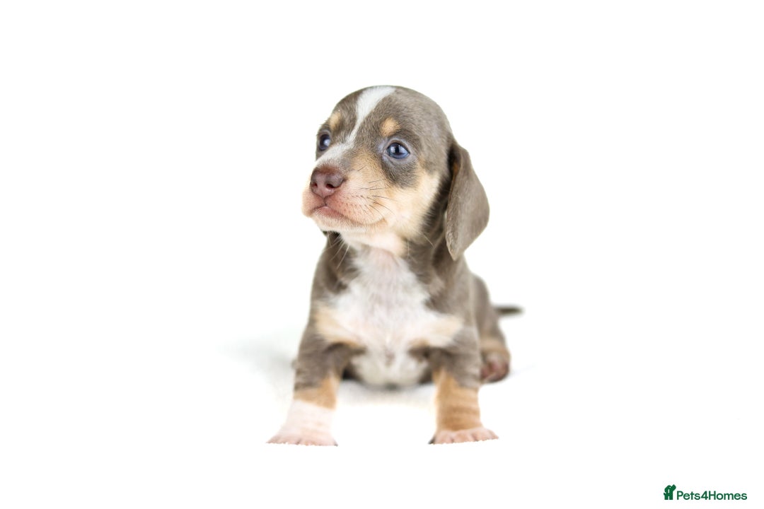 Miniature Dachshund dogs for sale: Miniature dachshunds  - Advert 4