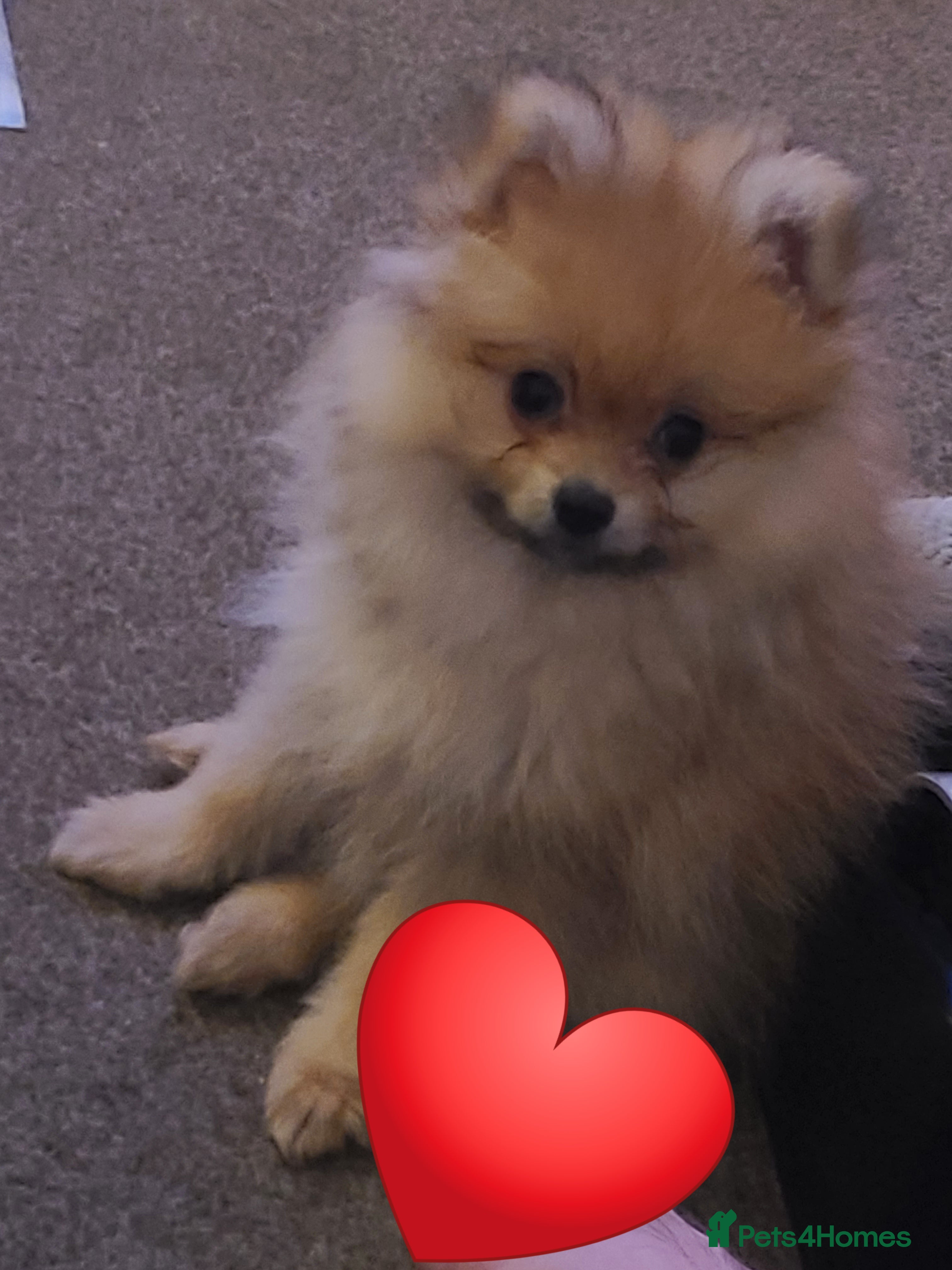 Pomeranian dogs Pomeranian puppies ready now 1 male left! - Advert 4