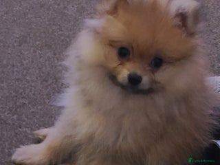Pomeranian dogs Pomeranian puppies ready now 1 male left! - Advert 1